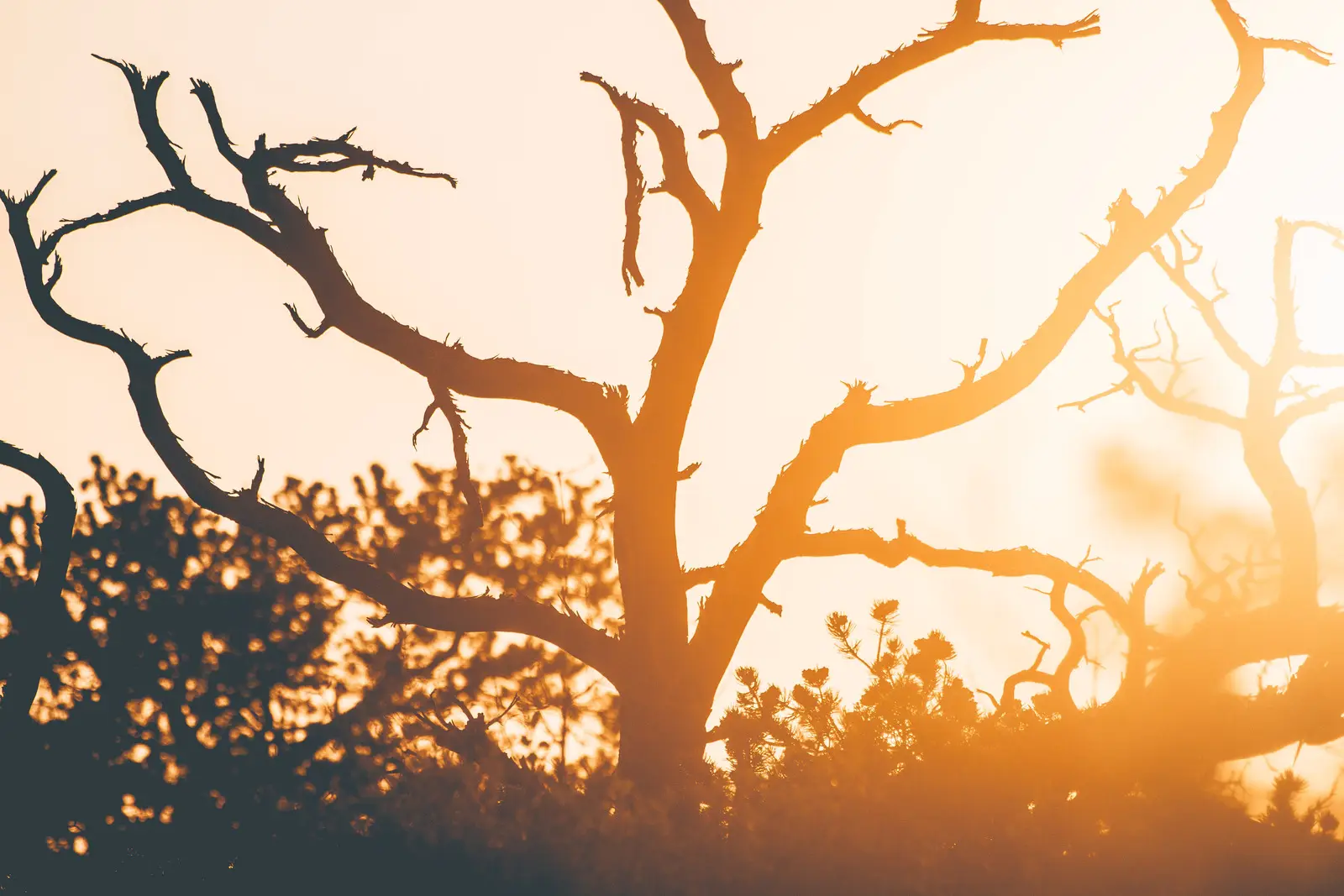 Backlit juniper against a desert sunset